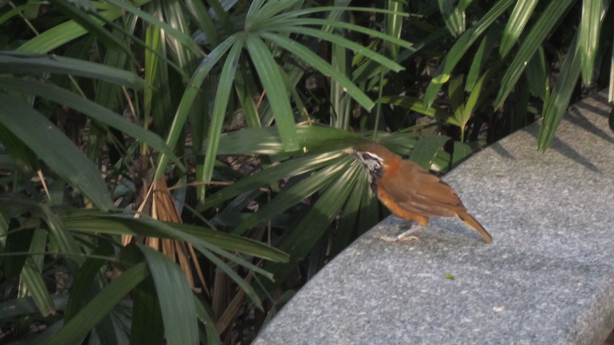 Greater Necklaced Laughingthrush