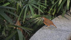 Pterorhinus pectoralis