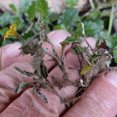 Goodenia hederacea alpestris