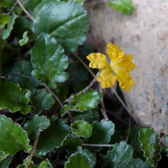 Goodenia hederacea alpestris