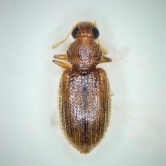 Melanophthalma