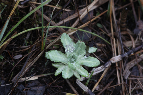 Bird's-eye Primrose (Primula farinosa)