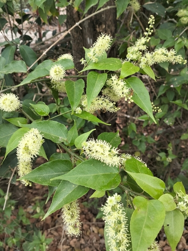 Croton gomezii