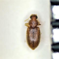Melanophthalma