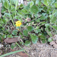 Goodenia hederacea alpestris