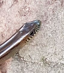 Ophiodes fragilis