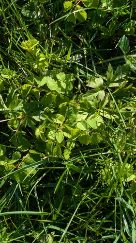 Great burnet (Sanguisorba officinalis)