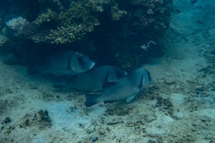 Plectorhinchus gibbosus