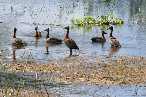 iNaturalist: (c) bjoern1982, some rights reserved (CC BY-NC), uploaded by bjoern1982 iNaturalist image