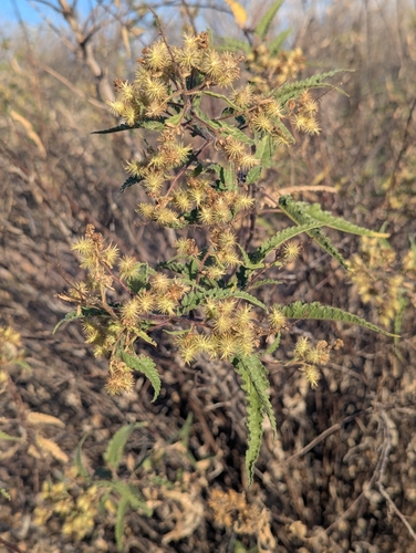 Big Bursage (Ambrosia ambrosioides)