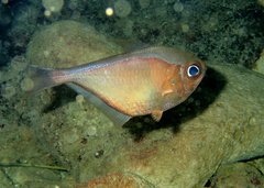 Glassy Sweeper photo 2