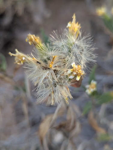 American threefold (Trixis californica)