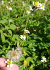 Tridax procumbens image