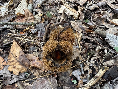 American Chestnut (Castanea dentata)
