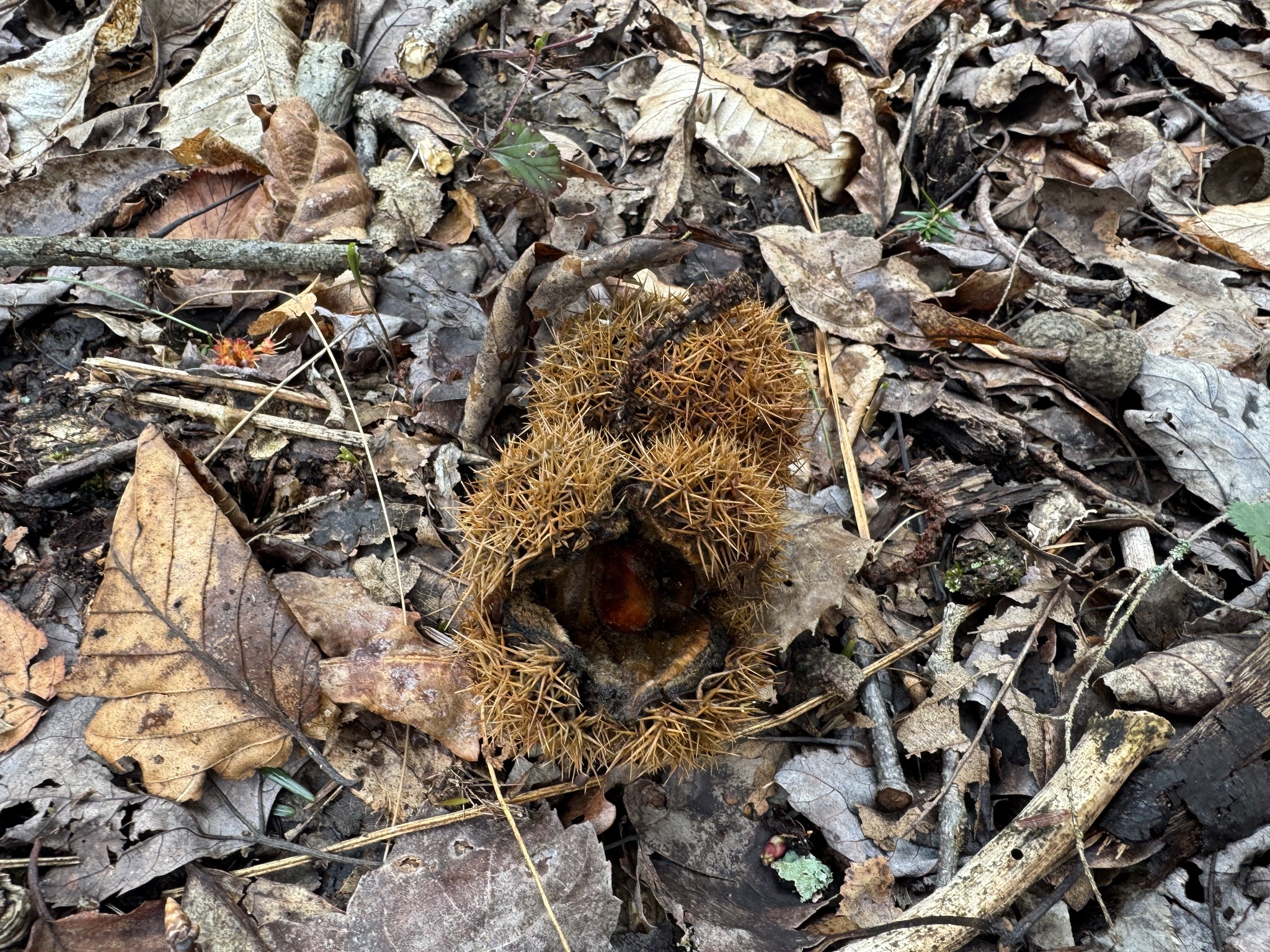 American Chestnut (Castanea dentata)