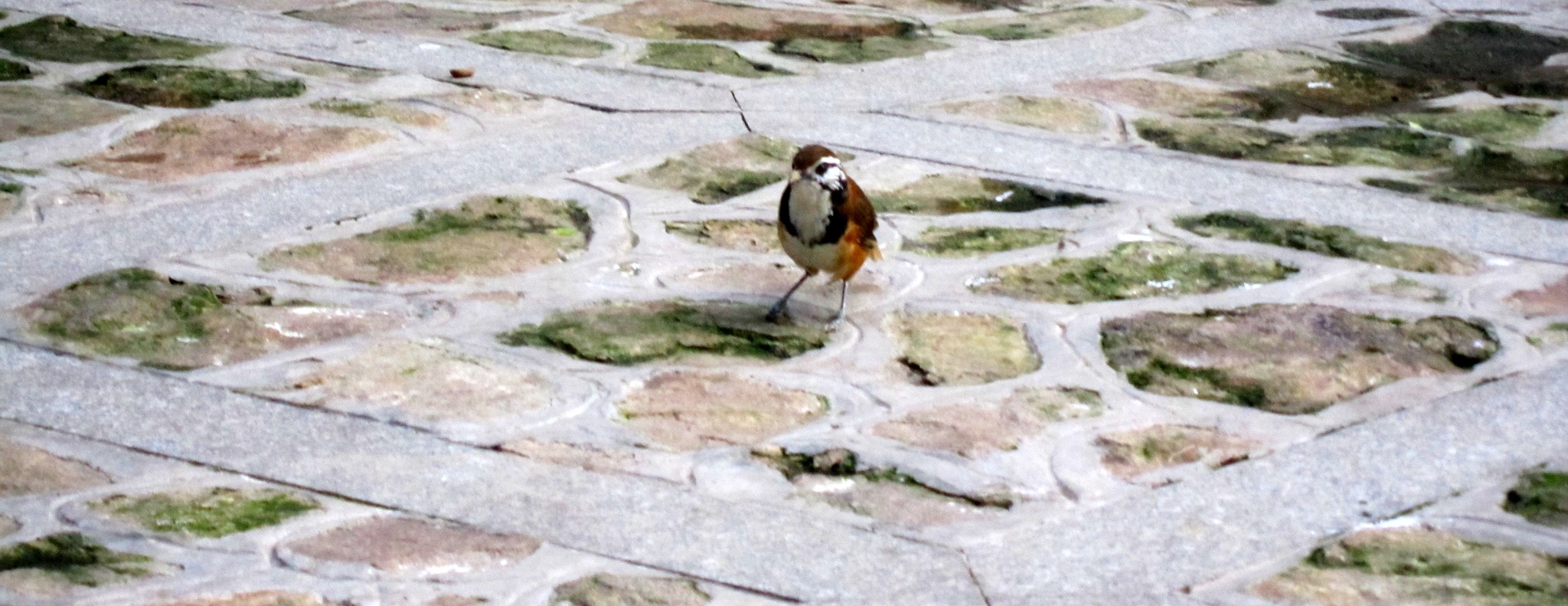 Greater Necklaced Laughingthrush
