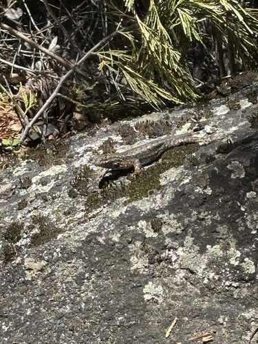 iNaturalist observation photo of Spiny Lizards