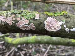 Eichleriella deglubens