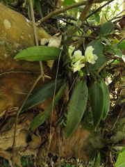 Rodriguezia granadensis