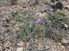 Gueldenstaedtia verna