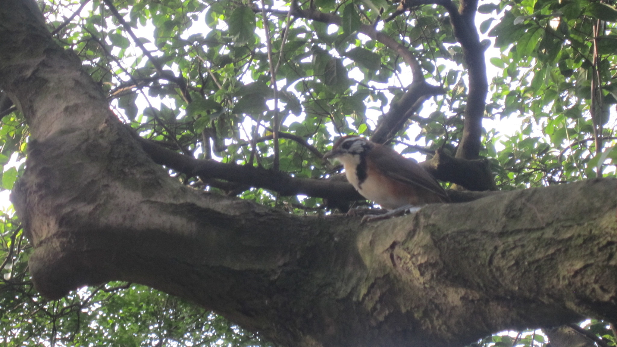 Greater Necklaced Laughingthrush
