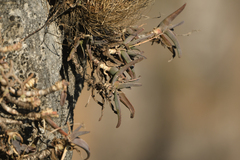 Aloe whitcombei, photograph Julien Renoult, CC BY, iNaturalist via GBIF