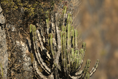 Euphorbia momccoyae