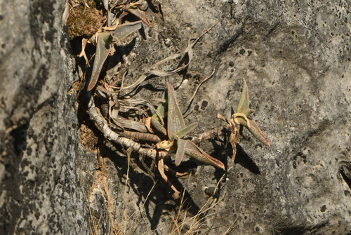 Aloe whitcombei, photograph 2
