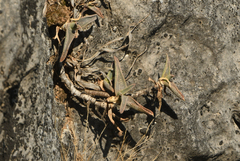 Aloe whitcombei, photograph Julien Renoult, CC BY, iNaturalist via GBIF