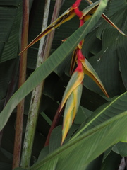 Heliconia griggsiana