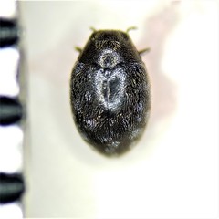 Limnichidae