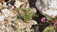 Spermolepis lateriflora