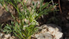Spermolepis lateriflora