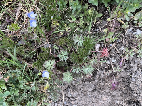 Long-stalked Crane's-bill (Geranium columbinum)