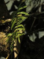 Serpocaulon sessilifolium