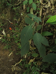 Klaprothia mentzelioides