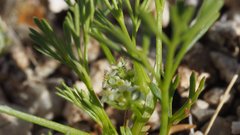 Spermolepis lateriflora