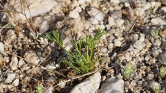Spermolepis lateriflora