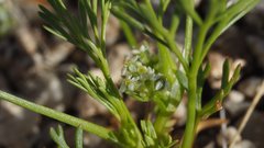 Spermolepis lateriflora