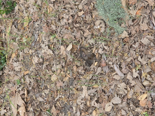iNaturalist observation photo of Botta's Pocket Gopher
