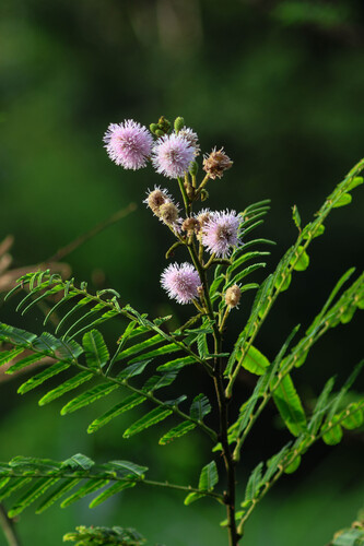 Giant Sensitive Plant (Mimosa pigra)
