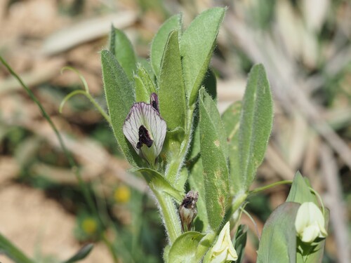 Johann’s vetch (Vicia johannis)