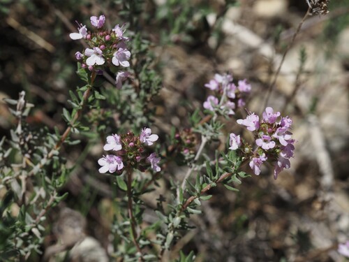 common thyme (Thymus vulgaris)