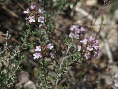 Le Thym Commun (Thymus vulgaris)