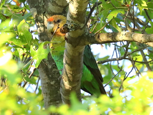 iNaturalist image