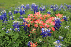 Castilleja indivisa