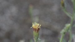 Brickellia frutescens