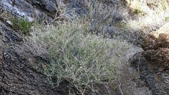 Brickellia frutescens