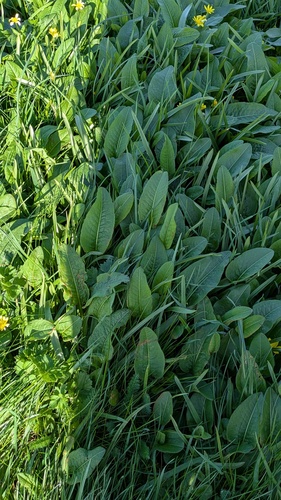 common bistort (Bistorta officinalis)