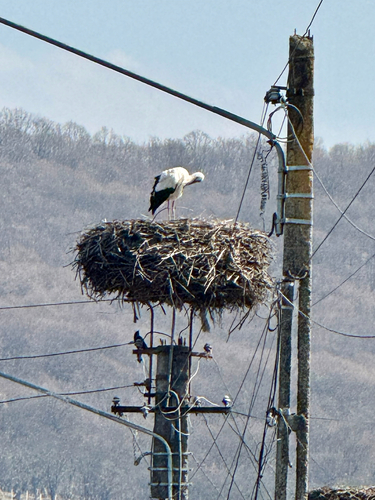 European White Stork